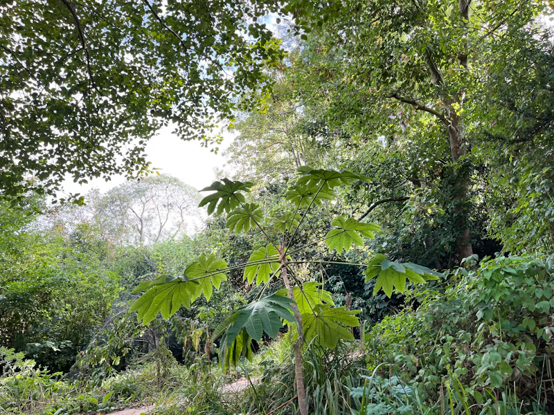 Garden - wild at Victorian Fox Hill family home, B1866 (photo 36)
