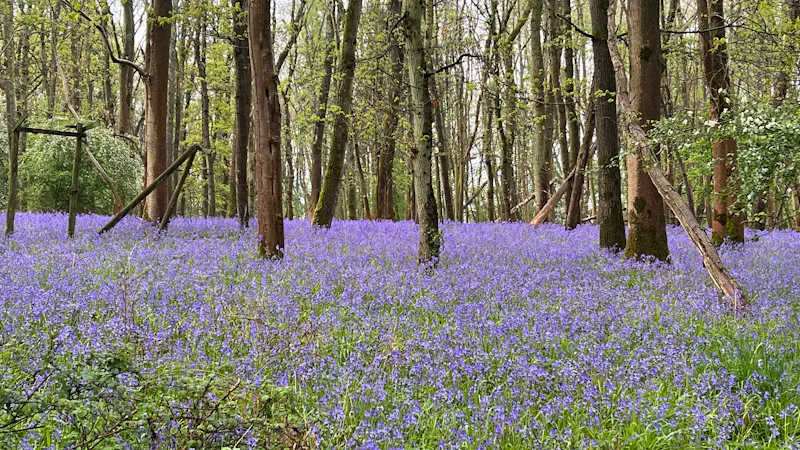 Woodland at Tranquil architect Oxford house, K507 (photo 33)