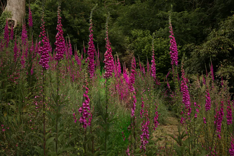Garden - wild at Remote Welsh Cottage and Cabin, C945 (photo 39)