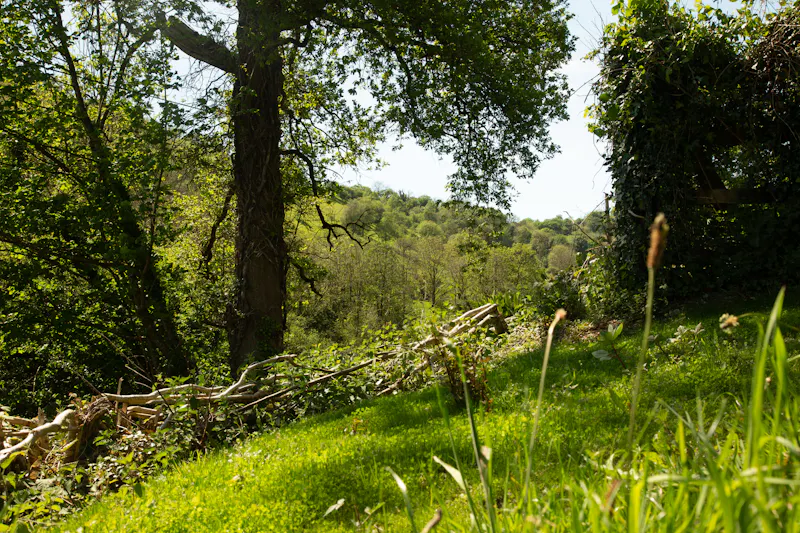 Garden - wild at Remote Welsh Cottage and Cabin, C945 (photo 41)
