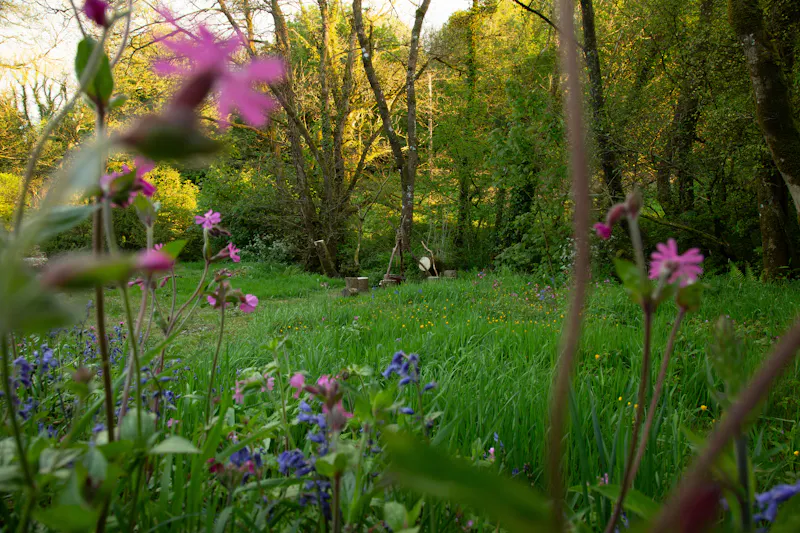 Garden - wild at Remote Welsh Cottage and Cabin, C945 (photo 64)