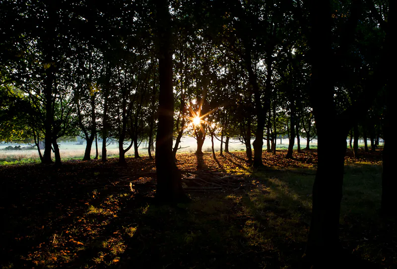 Woodland at Vast Warwickshire Estate, A1655 (photo 15)