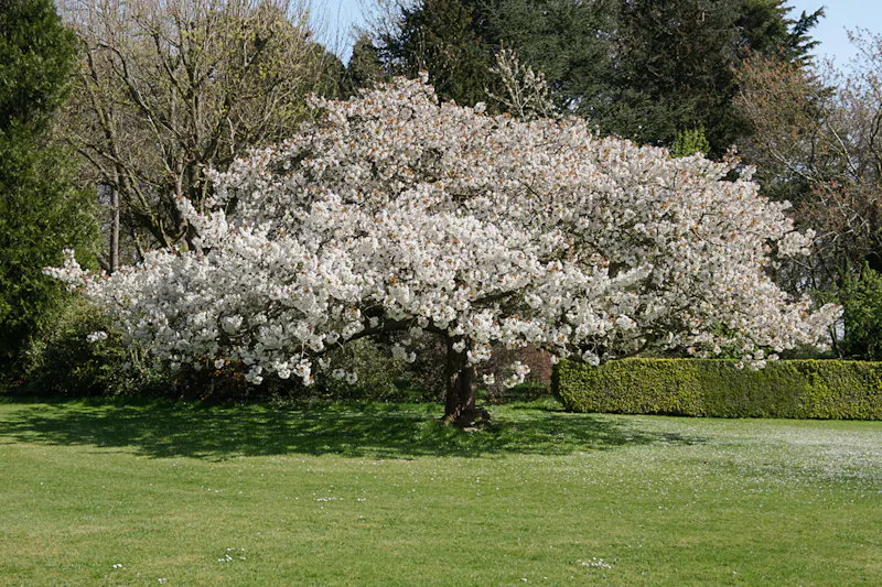 Grade II listed Chiltern Manor, A1651 (photo 63)