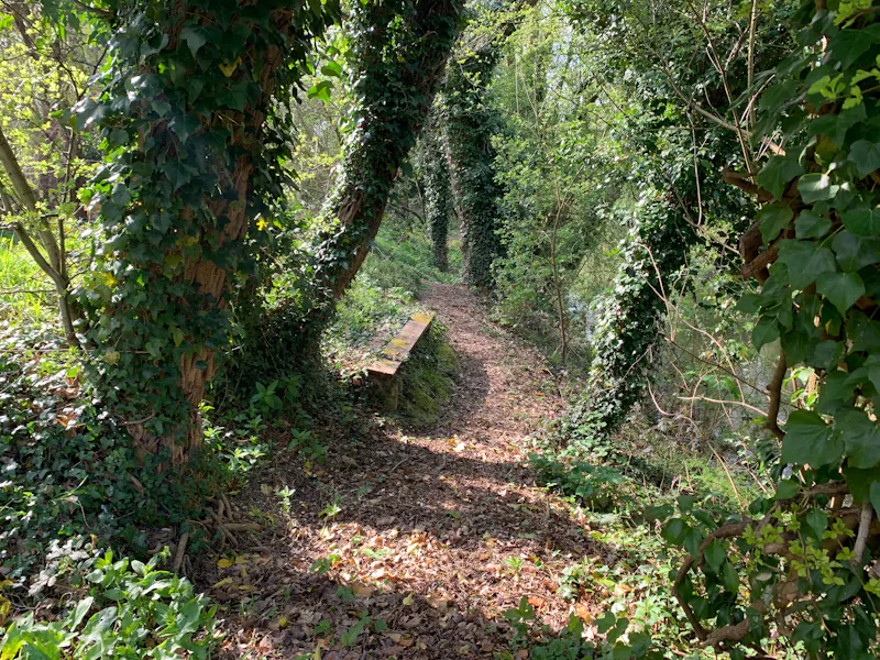 Woodland at South Oxhey Georgian House, L398 (photo 58)
