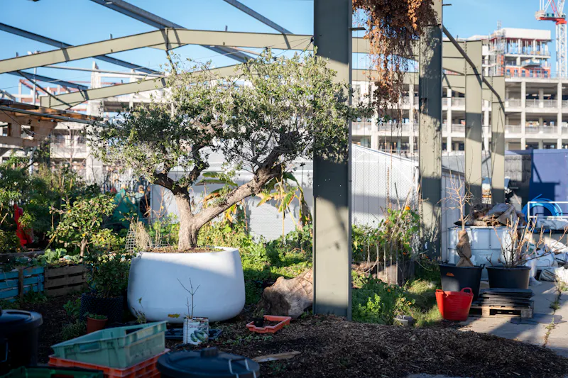 Surrey Quays Urban Allotment, L776 (photo 10)