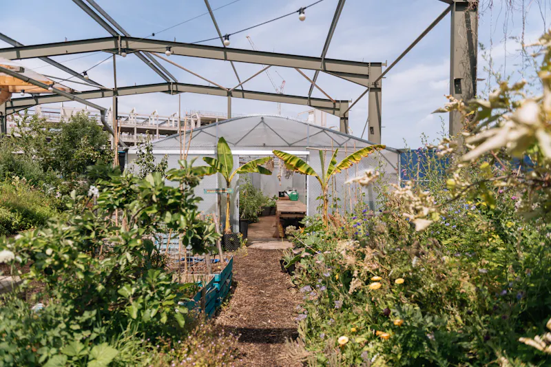 Garden - wild at Surrey Quays Urban Allotment, L776 (photo 7)