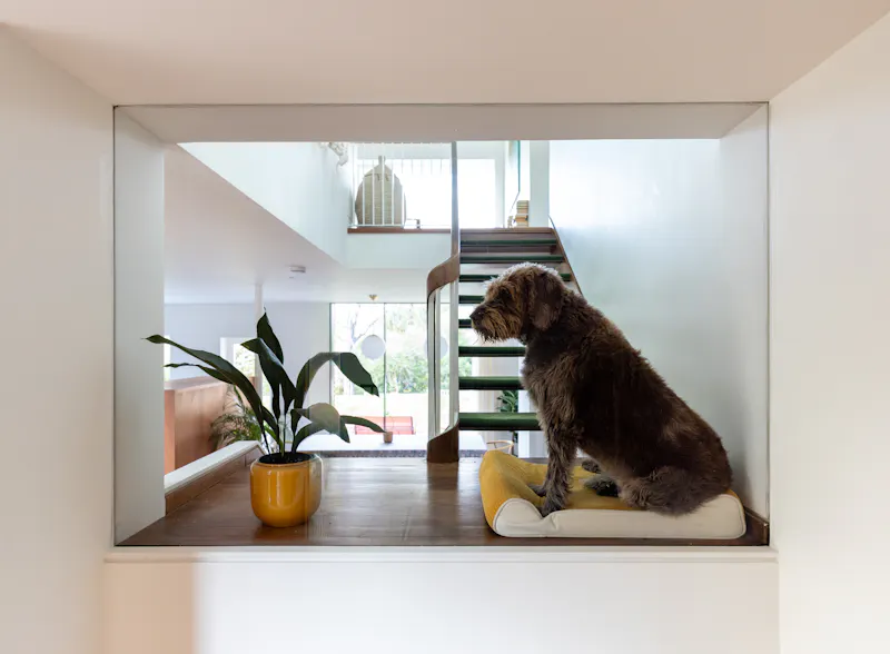 Mid-Century Dulwich home, D2855 (photo 25)