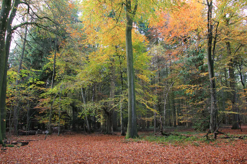 Woodland at Vacant Reading Tudor manor, M371 (photo 31)