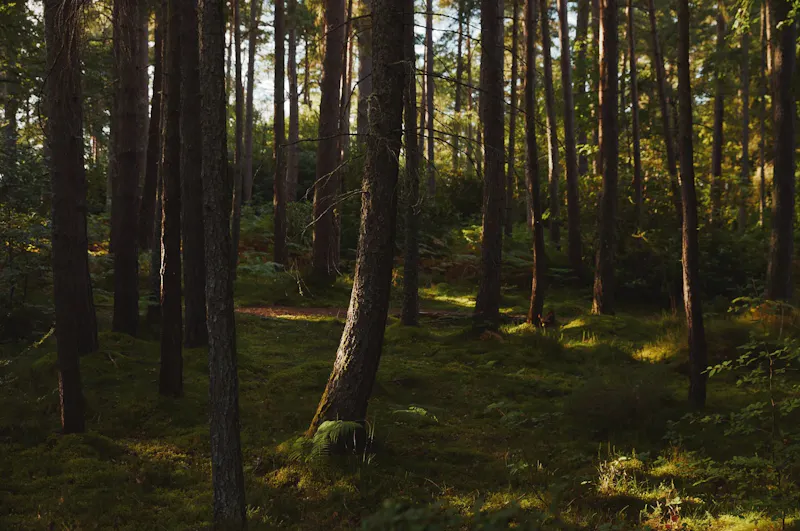 Woodland at Whimsical Elgin country house, B2127 (photo 55)