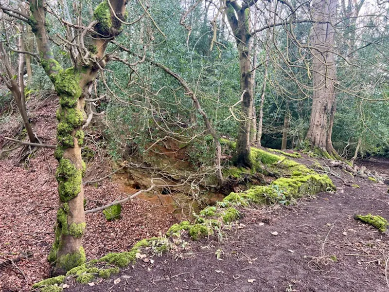 Woodland at Napoleon Suite in Brasted, A1629 (photo 39)