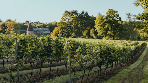 Tunbridge Wells Vineyard, V171