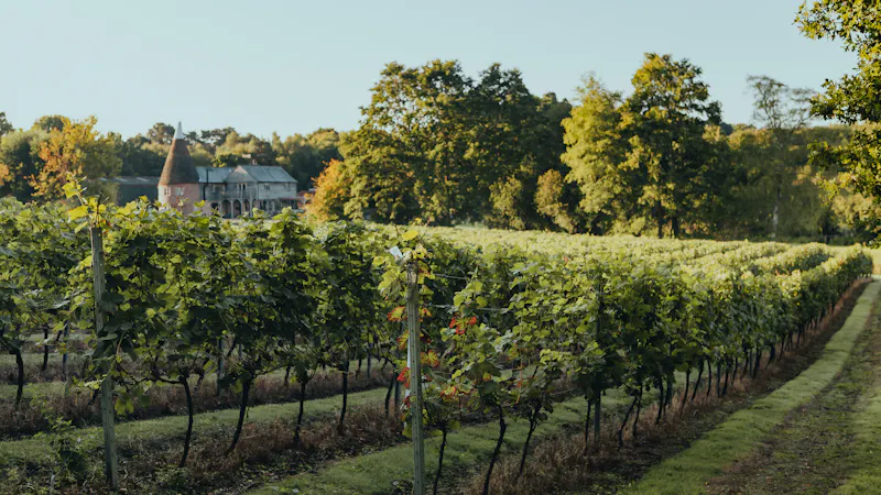 Tunbridge Wells Vineyard, V171 (photo 1)