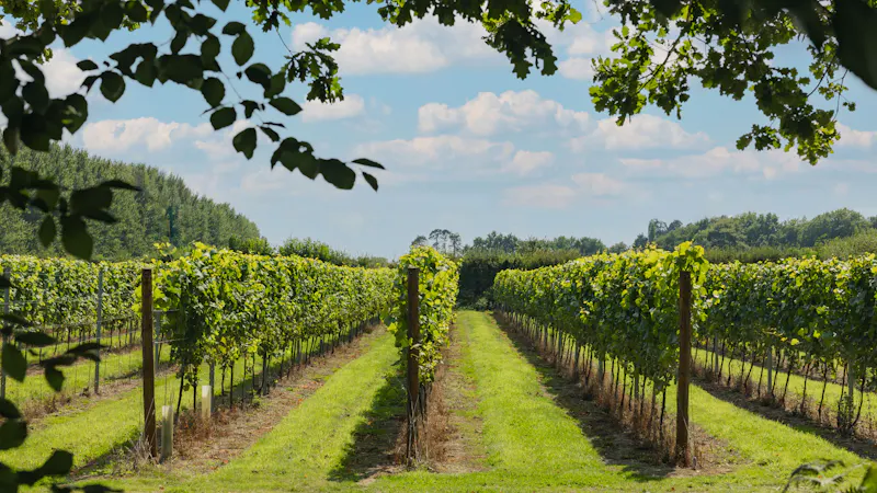 Tunbridge Wells Vineyard, V171 (photo 2)