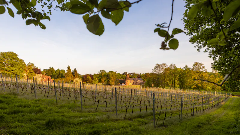 Tunbridge Wells Vineyard, V171 (photo 8)