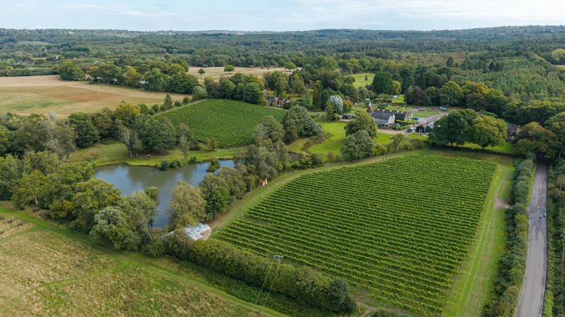 Tunbridge Wells Vineyard, V171 (photo 13)