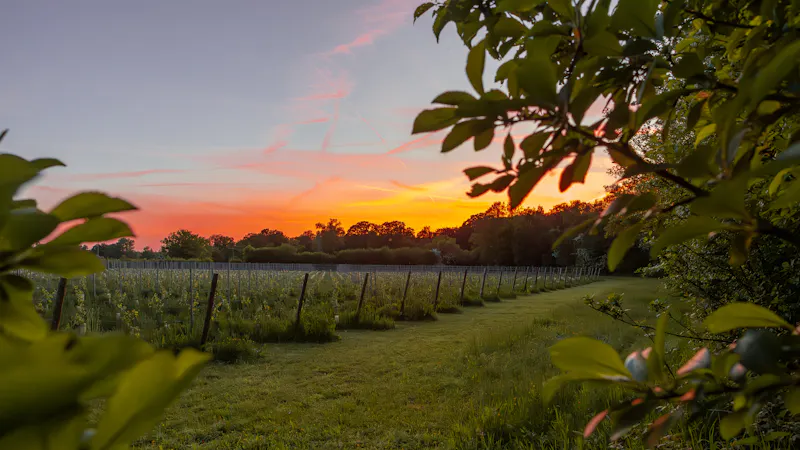 Tunbridge Wells Vineyard, V171 (photo 9)