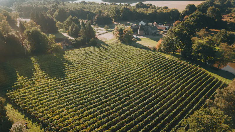 Tunbridge Wells Vineyard, V171 (photo 11)