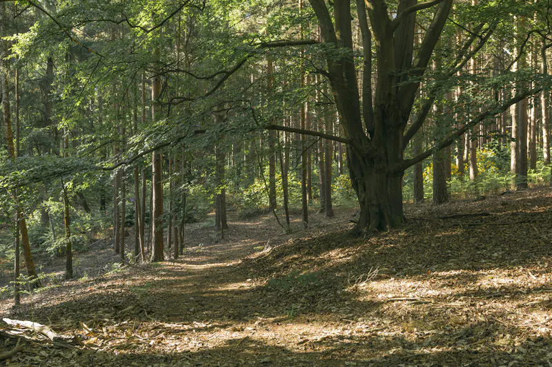 Untouched Period Surrey Estate, B2152 (photo 64)