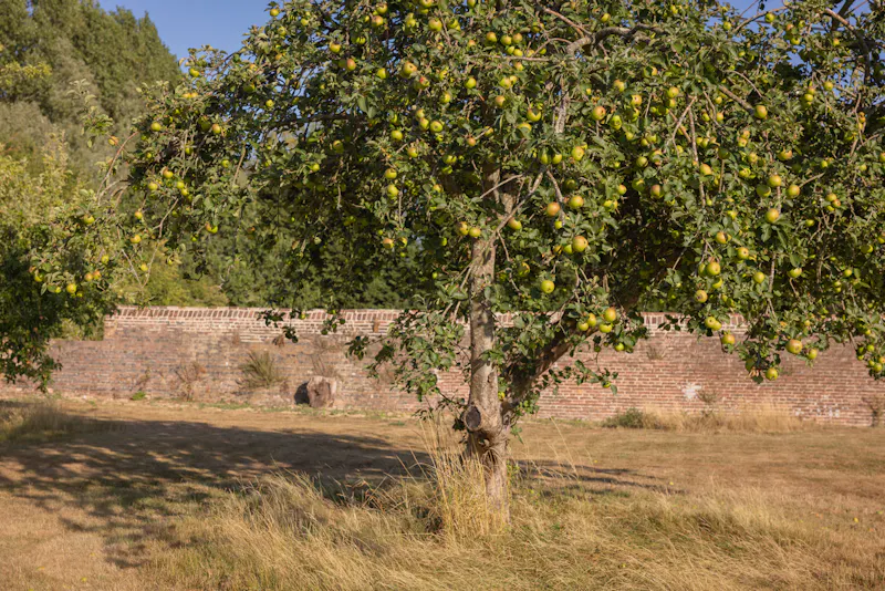 Walled garden at Halland Georgian Country House, A1716 (photo 87)