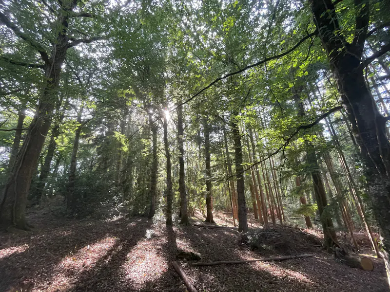 Woodland at Devon Thatched Small Holding, C964 (photo 94)